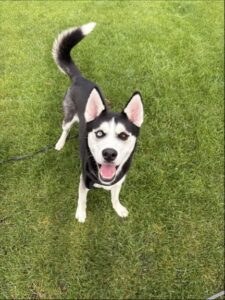Pet Image